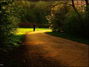 Biegacz, Ścieżka, Drzewa