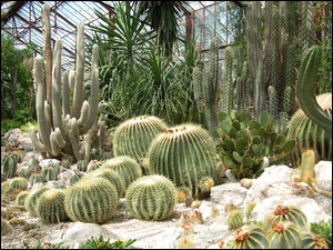 Kaktusy, Oranżeria, Rośliny