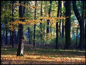 Park, Kolorowy, Jesienny