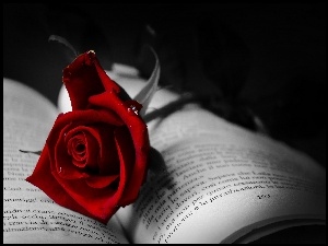 Krople, Róża, Książka
