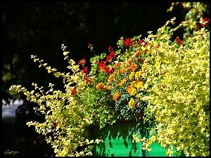 Pelargonie, Kwiaty, Aksamitki