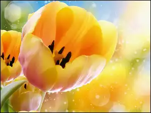 Grafika, Żółte, Tulipany