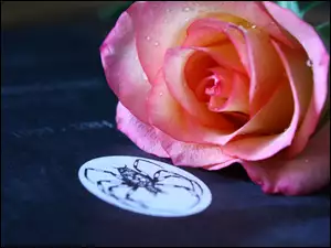 Różowa, Pająk, Róża, Książka