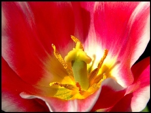 Tulipan, Pręciki