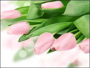 Tulipany, Kwiaty, Różowe