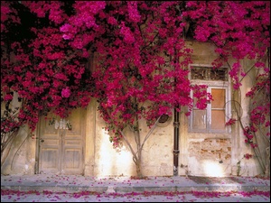 Ściana, Kwiatami, Domu, Pokryta
