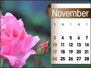 Kalendarz, 2013r, Róża, Listopad