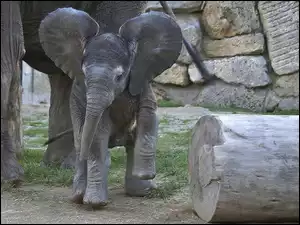 Słonie, Skały