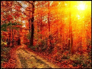 Jesień, Las, Promienie, Droga, Słońca