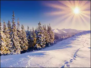 Słońce, Śnieg, Choinki, Niebo