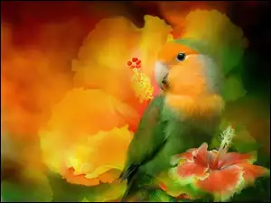 Hibiskus, Papuga, Kwiaty