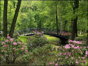Mostek, Park, Rododendrony, Kwitnące, Rzeczka