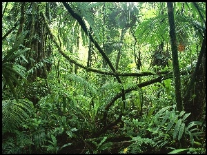 Krajobraz, Dżungla