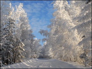 Droga, Zimą, Przez, Las