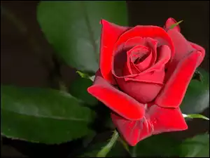 Listki, Czerwona, Róża