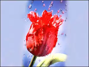 Deszcz, Czerwony, Tulipan