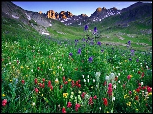 Góry, Kwiaty, Łąka, Kolorowe