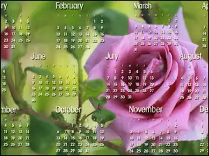 Grafika, 2013, Róże, Kalendarz