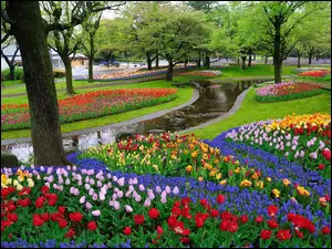 Park, Tulipany, Drzewa, Rzeczka