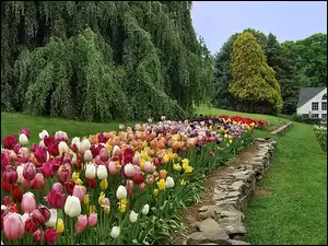 Kolorowe, Dom, Tulipany, Ogród