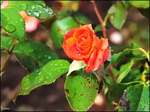 Róża, Deszczu, Pąk, Krople