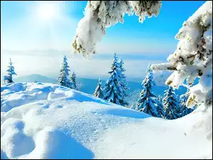 Zima, Niebo, Śnieg, Choinki