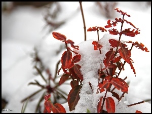 Czerwona, Zima, Roślina, Śnieg