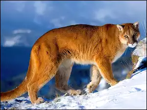 Puma, Góry