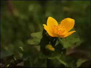 Kwiat, Żółty, Kaczeniec