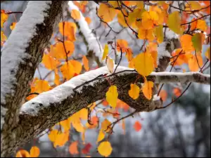 Śnieg, Liście, Jesień, Drzewo, Zima