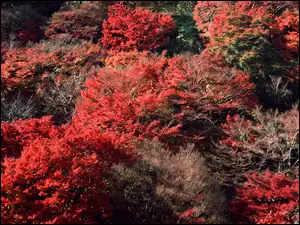 Jesień, Drzewa, Czerwone