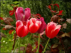 Listki, Czerwone, Tulipany