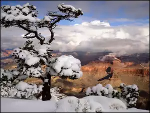 Kanion, Zima, Drzewo, Śnieg