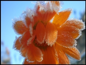 Kwiat, Zamrożony, Pomarańczowy