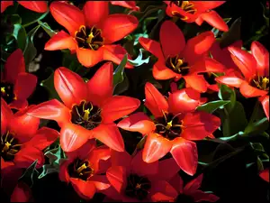 Tulipany, Czerwone, Rozkwitnięte
