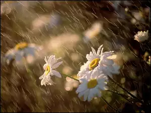 Deszcz, Białe, Margerytki