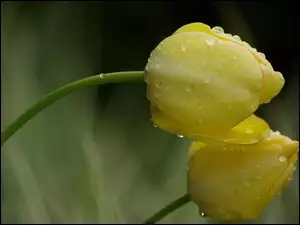 Deszcz, Żółte, Tulipany