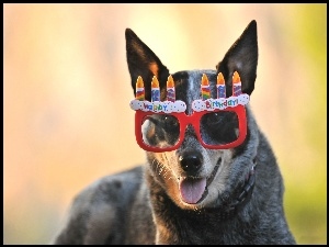 Pies, Urodziny, Czerwone, Okulary