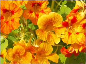 Kwiaty, Żółto, Pomarańczowe