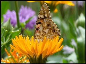 Mniszek, Motyl, Kwiat
