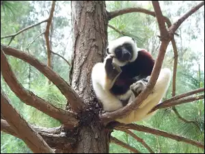Lemur, Drzewie, Sifaka, Na