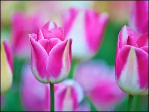Tulipany, Różowo, Białe