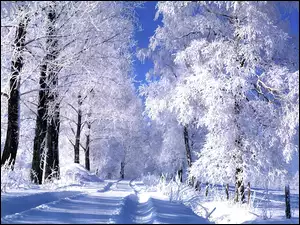 Droga, Zima, Ośnieżone, Drzewa