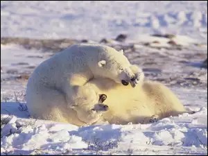 Śnieg, Niedzwiedzie, Polarne