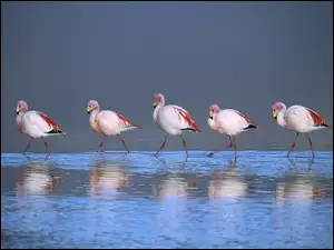 Flamingi, Boliwia, Brodzące, Laguna