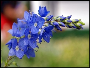 Kwiat, Niebieski, Polny