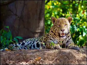 Las, Leżący, Jaguar
