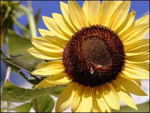 Słoneczniku, Pszczoła, Na