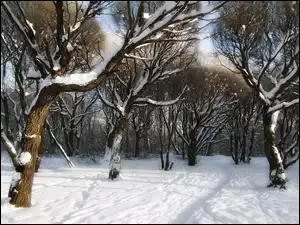 Drzewa, Zima, Park