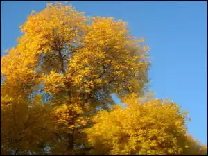 Liście, Jesień, Żółte